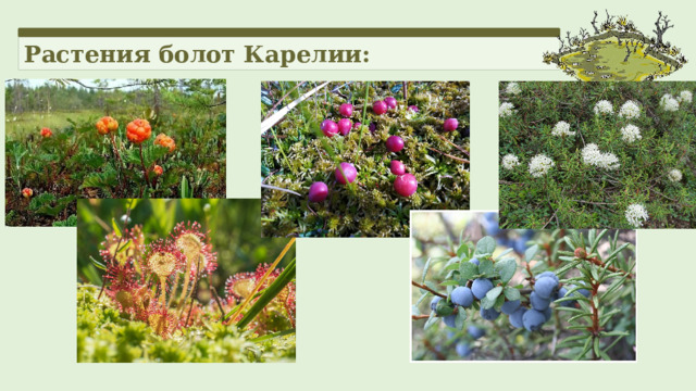 Растения болот Карелии: 