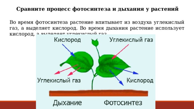 Сравните процесс фотосинтеза и дыхания у растений Во время фотосинтеза растение впитывает из воздуха углекислый газ, а выделяет кислород. Во время дыхания растение использует кислород, а выделяет углекислый газ. 