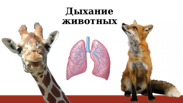Дыхание животных 