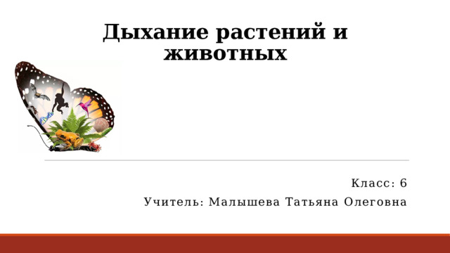 Дыхание растений и животных Класс: 6 Учитель: Малышева Татьяна Олеговна 