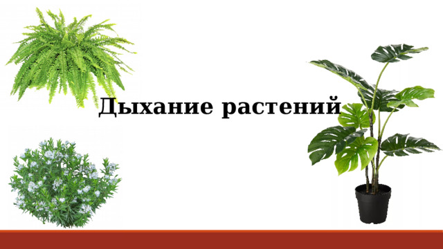 Дыхание растений 