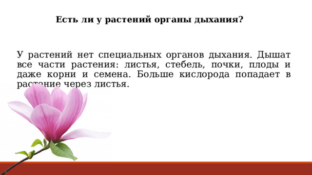 Есть ли у растений органы дыхания? У растений нет специальных органов дыхания. Дышат все части растения: листья, стебель, почки, плоды и даже корни и семена. Больше кислорода попадает в растение через листья. 