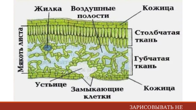 ЗАРИСОВЫВАТЬ НЕ НАДО  