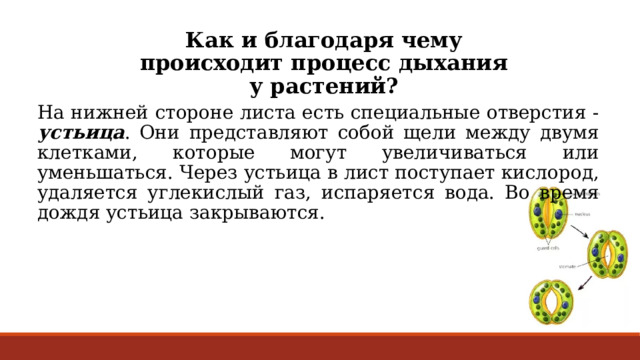 Как и благодаря чему происходит процесс дыхания у растений? На нижней стороне листа есть специальные отверстия - устьица . Они представляют собой щели между двумя клетками, которые могут увеличиваться или уменьшаться. Через устьица в лист поступает кислород, удаляется углекислый газ, испаряется вода. Во время дождя устьица закрываются. 