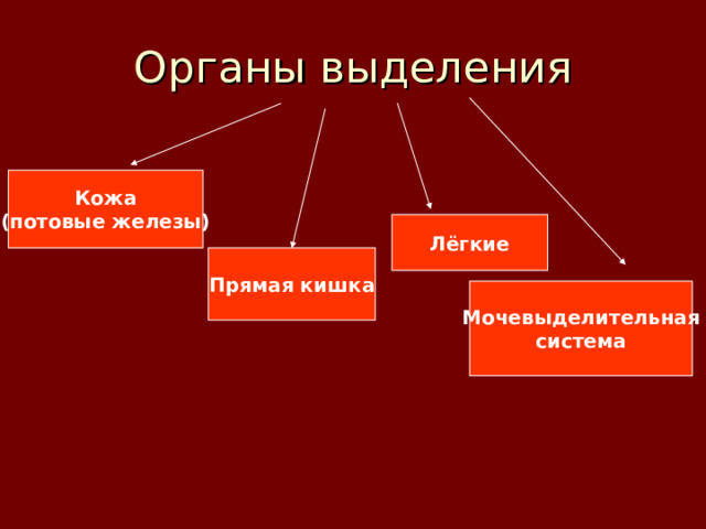Кожа (потовые железы) Лёгкие Прямая кишка Мочевыделительная система 