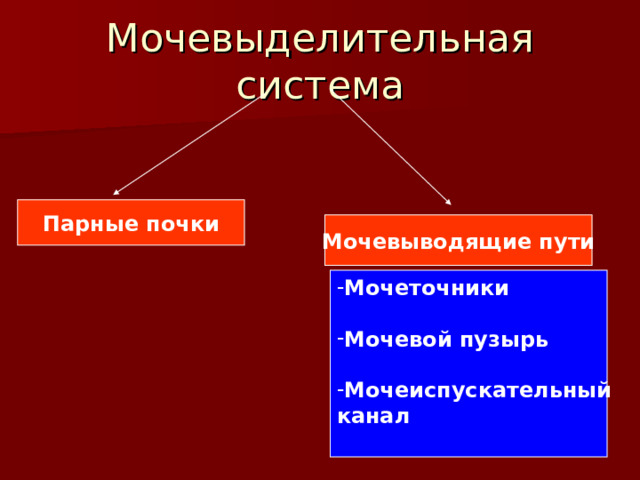 Парные почки Мочевыводящие пути Мочеточники  Мочевой пузырь  Мочеиспускательный канал  