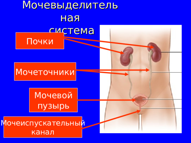 Мочевыделительная  система Почки Мочеточники Мочевой пузырь Мочеиспускательный канал 