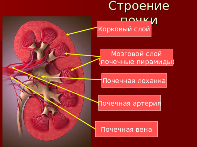 Корковый слой Мозговой слой (почечные пирамиды) Почечная лоханка Почечная артерия Почечная вена 