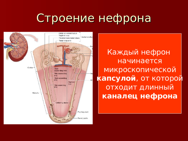 Каждый нефрон начинается  микроскопической капсулой , от которой отходит длинный каналец нефрона 