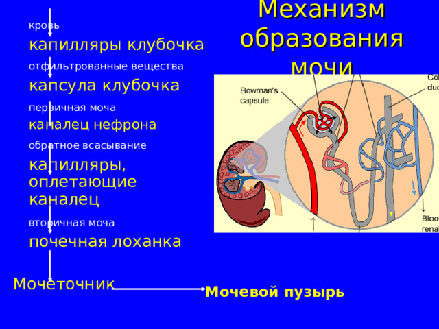 Механизм образования мочи   кровь  капилляры клубочка   отфильтрованные вещества   капсула клубочка   первичная моча  каналец нефрона   обратное всасывание  капилляры, оплетающие каналец   вторичная моча   почечная лоханка Мочеточник  Мочевой пузырь 