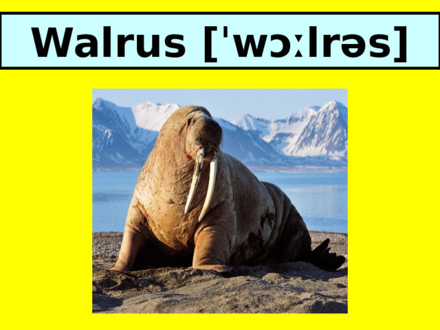 Walrus [ˈwɔːlrəs] 