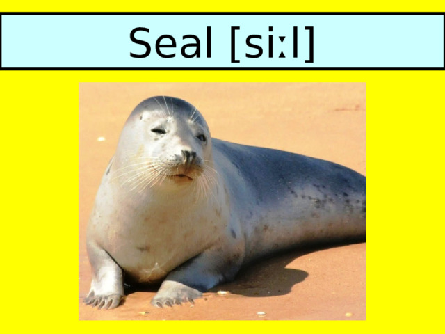 Seal [siːl] 