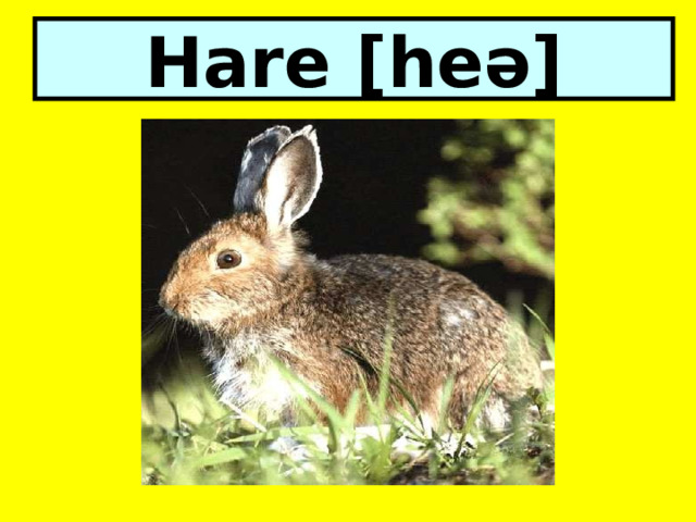 Hare [heə] 
