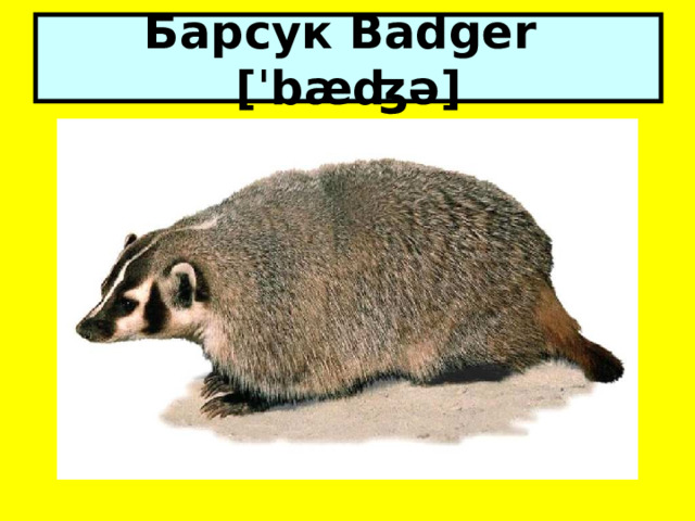 Барсук Badger [ˈbæʤə] 