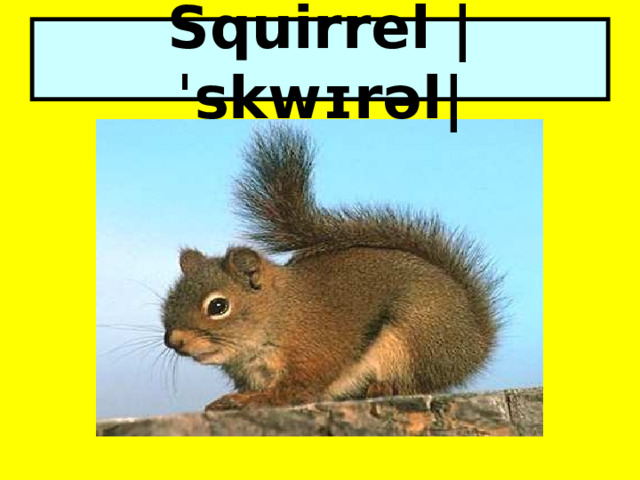 Squirrel |ˈskwɪrəl| 