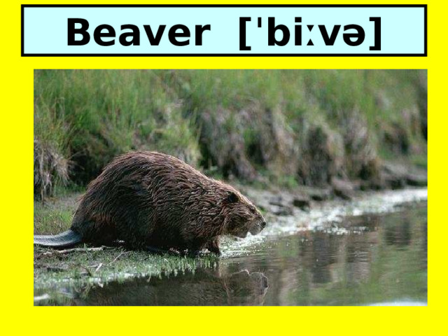 Beaver [ˈbiːvə] 