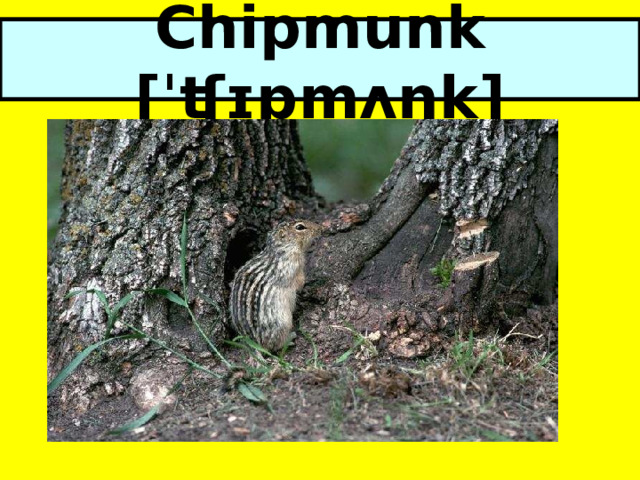 Chipmunk [ˈʧɪpmʌŋk] 