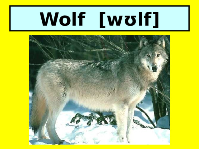 Wolf [wʊlf] 