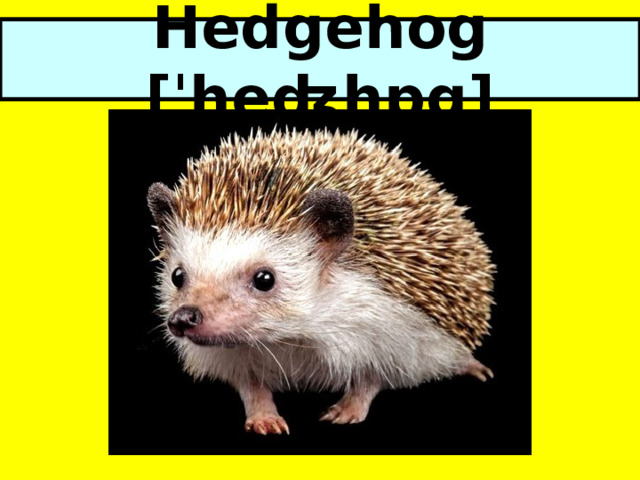 Hedgehog [ˈheʤhɒg] 