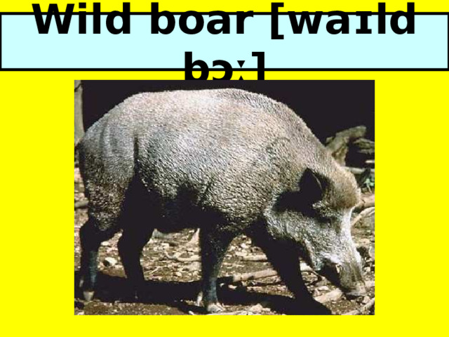 Wild boar [waɪld bɔː] 