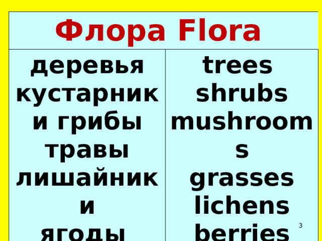Флора Flora деревья кустарники грибы травы лишайники ягоды trees shrubs mushrooms grasses lichens berries  
