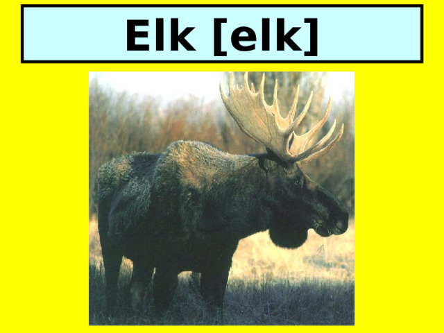 Elk [elk] 