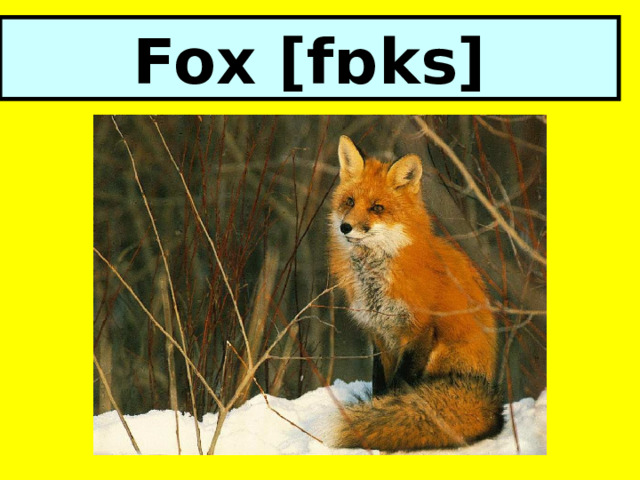 Fox [fɒks] 