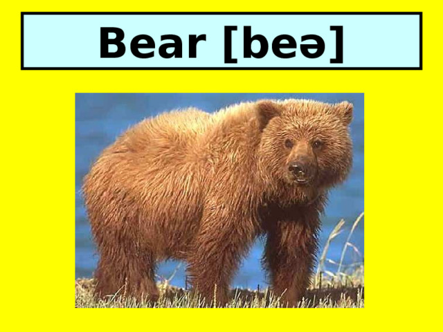 Bear [beə] 