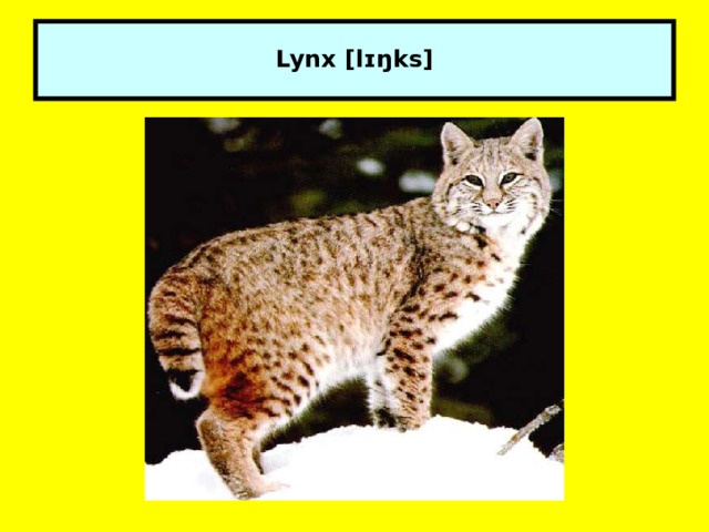  Lynx [lɪŋks]   