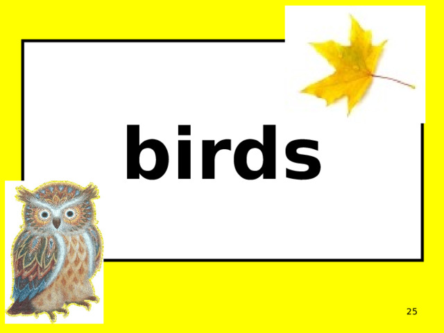    birds      