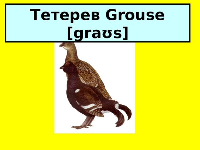 Тетерев Grouse [graʊs] 