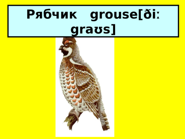 Рябчик grouse[ðiː graʊs] 