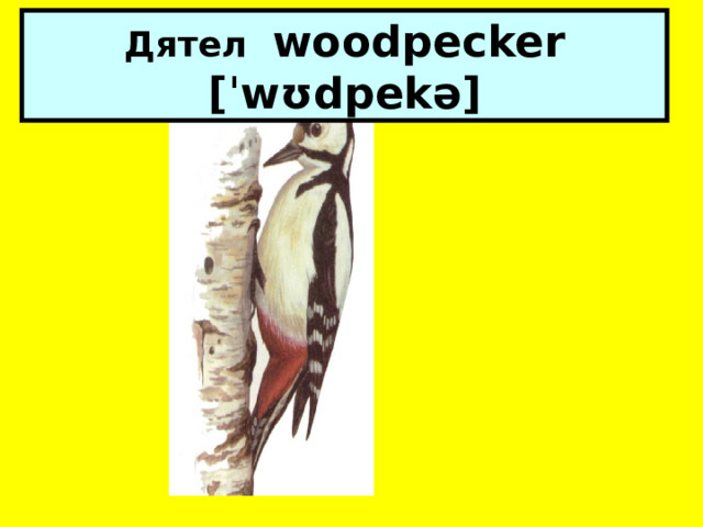 Дятел woodpecker [ˈwʊdpekə] 