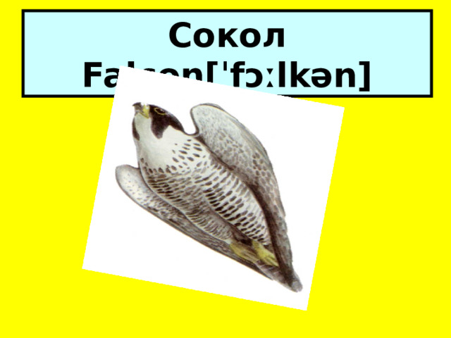 Сокол Falcon[ˈfɔːlkən] 