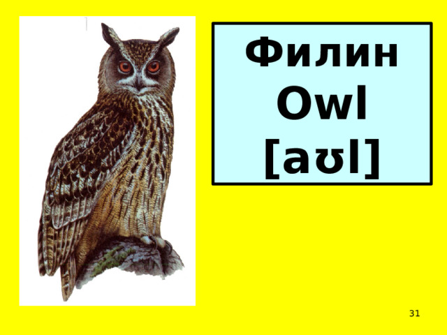 Филин Owl [aʊl]  