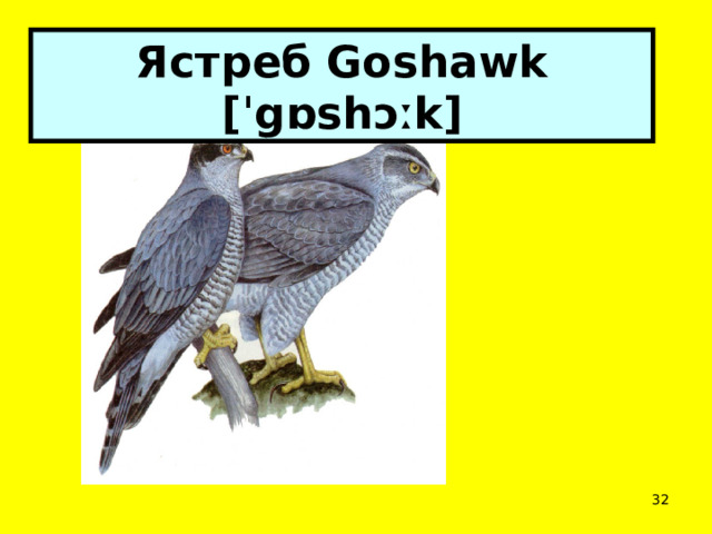 Ястреб Goshawk [ˈgɒshɔːk]  