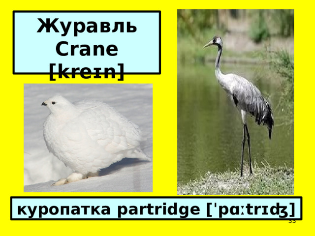 Журавль Crane [kreɪn]  куропатка partridge [ˈpɑːtrɪʤ]  