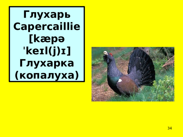 Глухарь Capercaillie [kæpəˈkeɪl(j)ɪ] Глухарка (копалуха)  