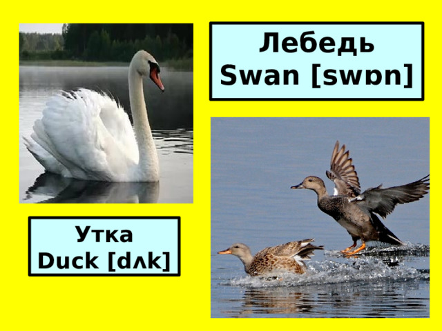 Лебедь Swan [swɒn]  Утка Duck [dʌk]  
