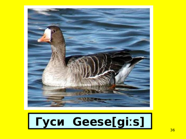 Гуси Geese[giːs]  