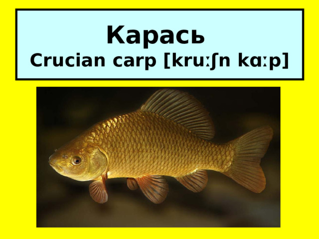 Карась  Crucian carp [kruːʃn kɑːp] 