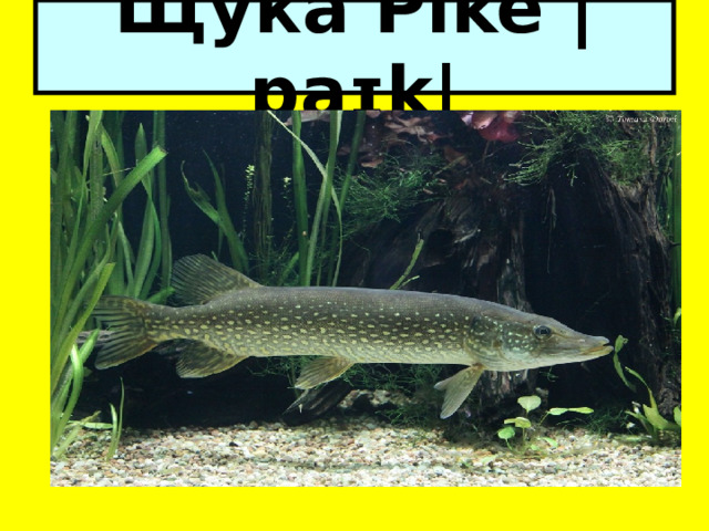 Щука Pike |paɪk| 