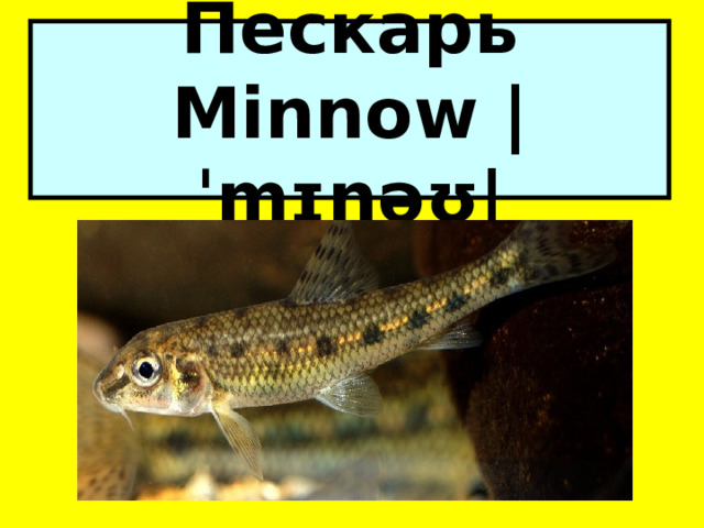 Пескарь Minnow |ˈmɪnəʊ| 