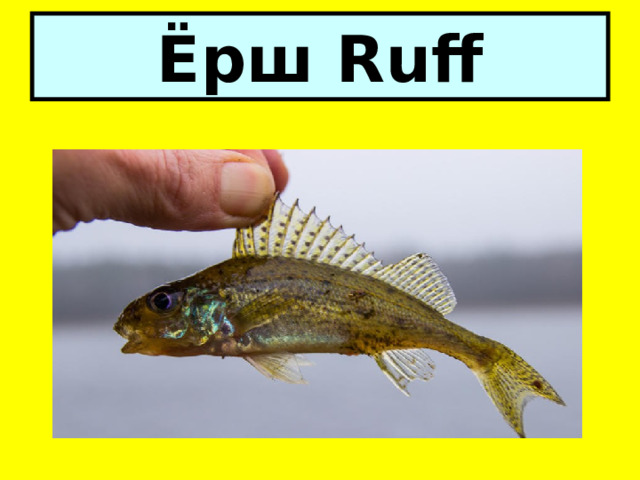 Ёрш Ruff 