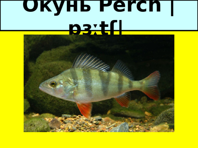 Окунь Perch |pɜːtʃ|   