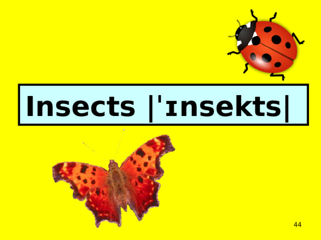 Insects |ˈɪnsekts|   