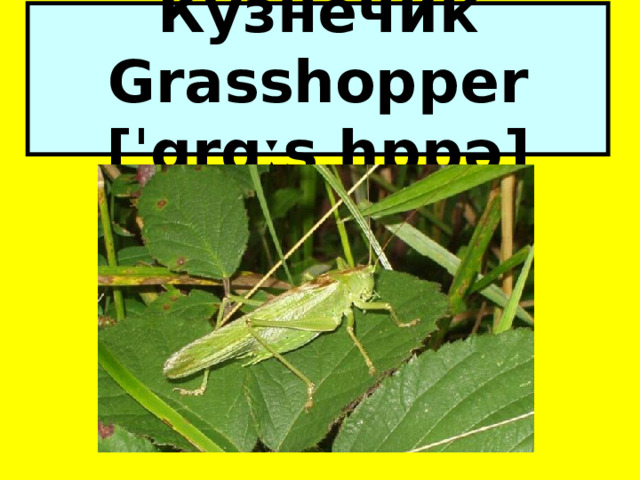 Кузнечик Grasshopper [ˈgrɑːs hɒpə] 