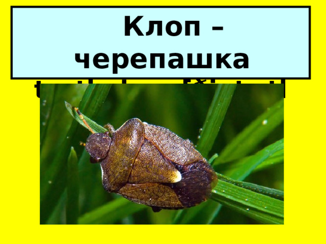  Клоп – черепашка turtle bug [ðiː tɜːtl bʌg] 