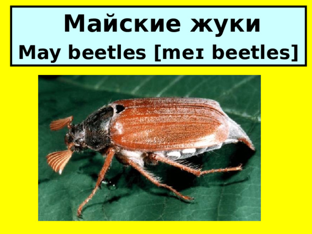  Майские жуки May beetles [meɪ beetles] 