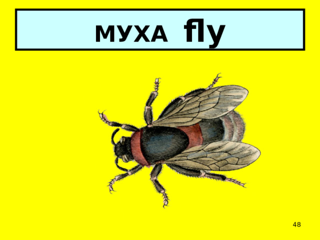 МУХА fly  